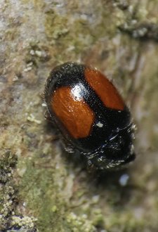 Pilosidad de Mimoscymnus macula nitidus